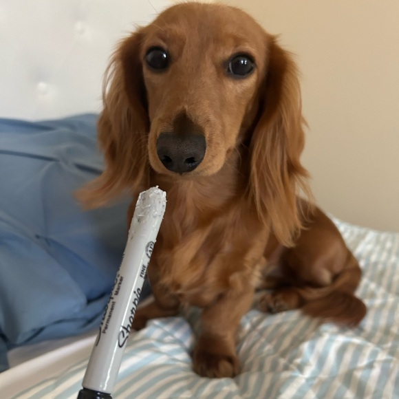 Meet your Posher - Picture 1 of 1